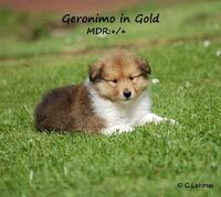 geronimo